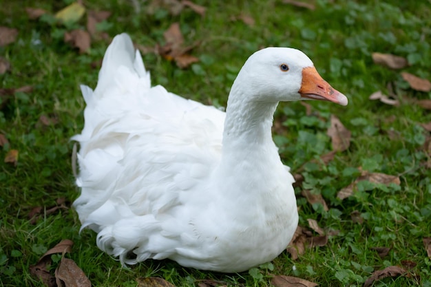 Weiße Hausgans Wasservögel Nahaufnahme Hausvogel Leben auf dem Bauernhof Ländliches Motiv