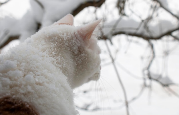 Weiße Hauskatze, die die Schönheit eines frostigen Wintertages durch das Fenster beobachtet