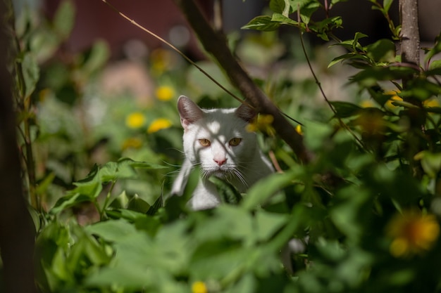 Weiße Hauskatze, die sich im Gras versteckt, um zu jagen. Foto in hoher Qualität