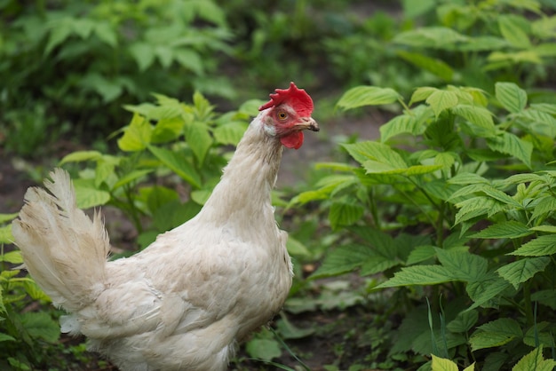 Weiße Henne, die in der Feldfarm spazieren geht Huhn auf traditioneller Freilandfarm