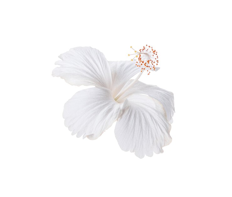 Weiße Hibiskusblume lokalisiert auf weißem Hintergrund
