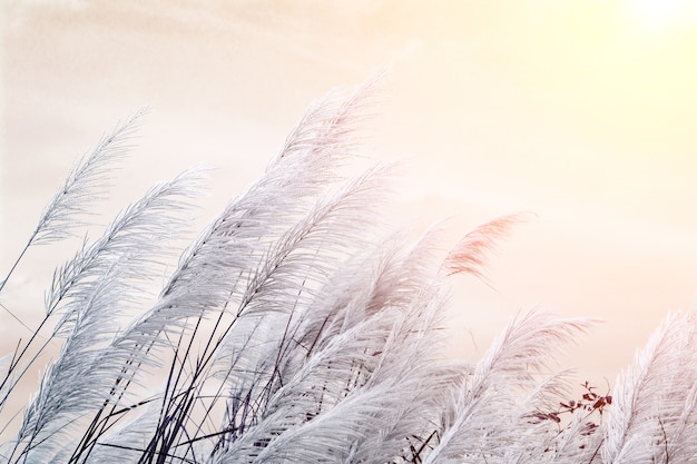 weiße hohe Gras Blume am Himmel