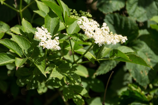 Weiße Holunderblüte (Sambucus nigra)