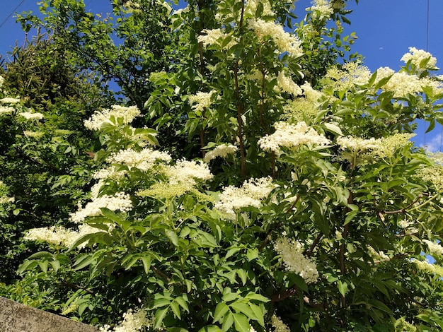 Foto weiße holunderblüten als kraut strauch, der mit weißen blüten gegen den blauen himmel blüht holunderblütenstände für die zubereitung eines getränks