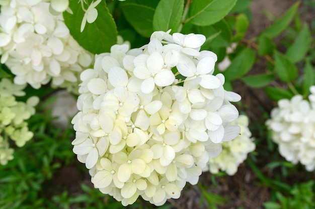 Weiße Hortensie blüht im Sommer im Garten Nahaufnahme