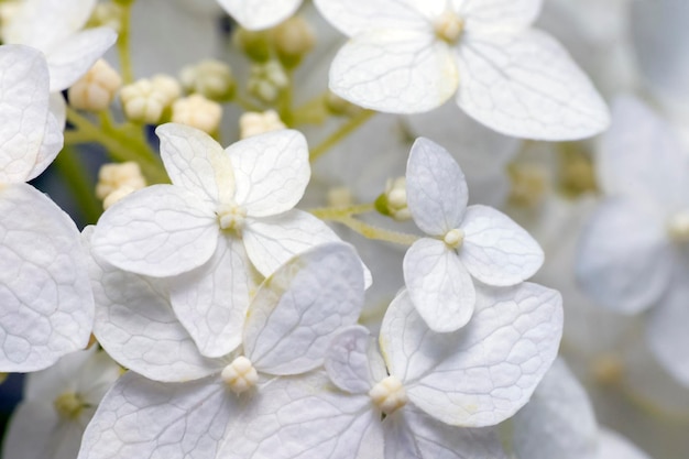 Weiße Hortensie blüht im Sommergarten