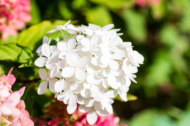 Weiße Hortensie in voller Blüte