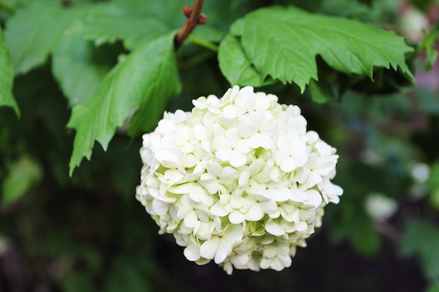 Weiße Hortensienblüten auf grünem Baum