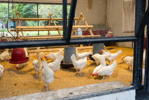 Weiße Hühner im Stall