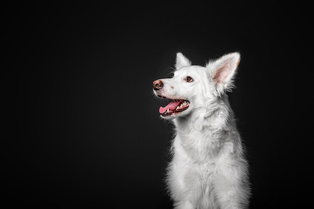 Weiße Hundemischrasse auf schwarzem Hintergrund im Studio