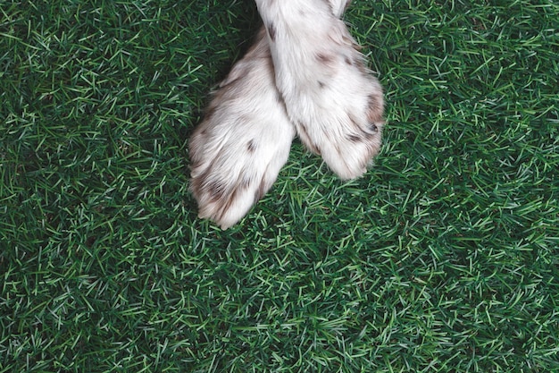 Weiße Hundepfoten auf dem Grasspringerspaniel