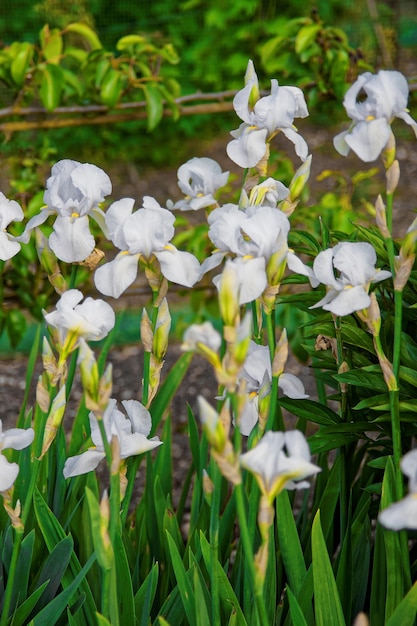 Foto weiße iris blüht im küchengarten