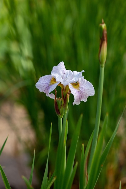 Weiße Iris im grünen Hintergrund des Feldes