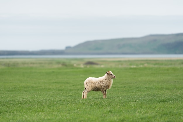 Weiße Islandschafe auf der Weide. Feld mit grünem Gras. Blick auf das Kap Dyrholaey an der Südküste, unweit des Dorfes Vik