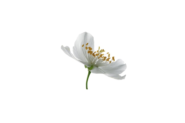 Weiße Jasminblüte von PNG auf weißem Hintergrund