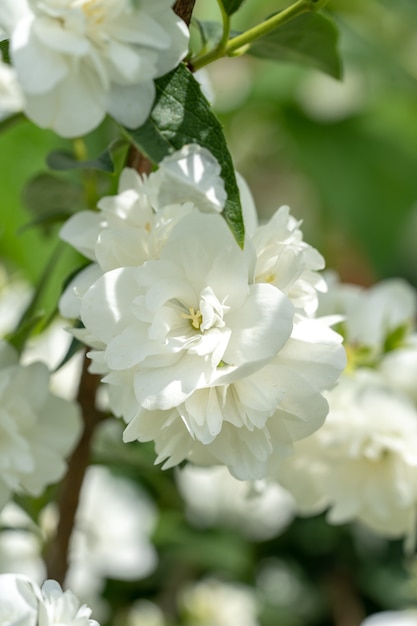 Weiße Jasminblüten auf einem Busch mit unscharfem Hintergrund