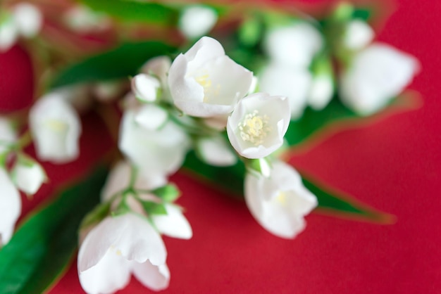 Weiße Jasminblüten auf rotem Grund.