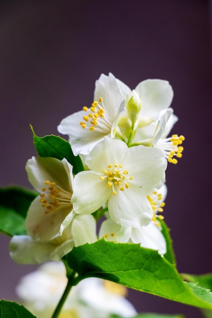 Weiße Jasminblüten im Garten auf dunklem Hintergrund bei sonnigem Wetter