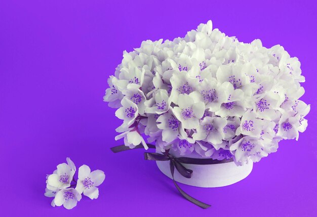 Weiße Jasminblüten in der Geschenkbox auf dem violetten HintergrundKopierbereich