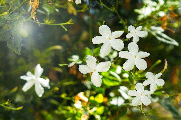 Weiße Jasminblüten in Nahaufnahme