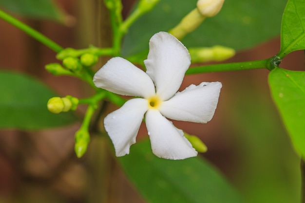 Weiße Jasminblüten