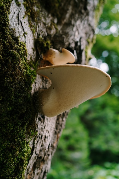 Weiße junge Pilze Zunderbüchse auf einem Baum im Wald