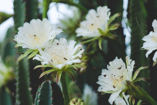 Weiße Kaktusblüte Blüte Konzept schöne Pflanze Blüte Flora Hintergrund am Morgen grüne Natur Botanik Garten aus der Wüste Blumenschmuck Makroaufnahme von Dorn Märchenschloss