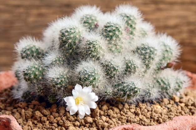 Weiße Kaktusblume