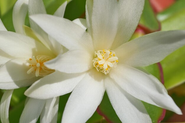 Weiße Kaktusblumen Makro sonniger Tag Blossom Blumenhintergrund selektiver Fokus