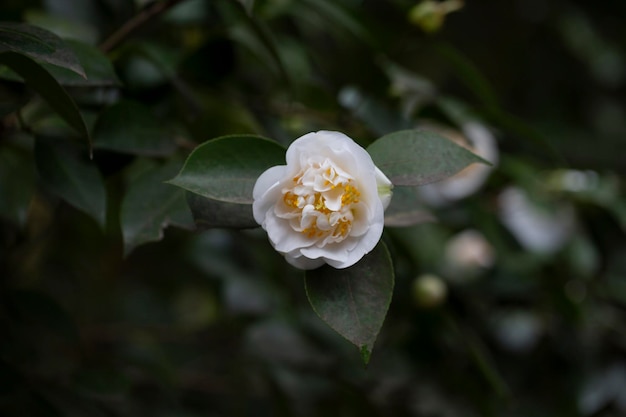 Weiße Kamelien blühen im Frühling, schöne Blumen im Garten