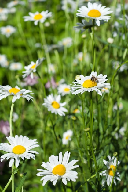 Weiße Kamille auf grüner sonniger Wiese