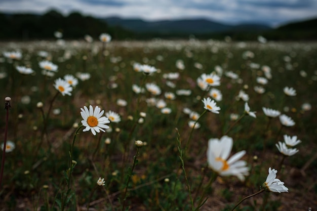 Weiße Kamille im Feld Frühlingsstimmung