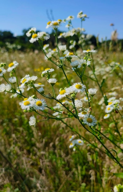 Weiße Kamille im Feld unter klarem blauem HimmelxA