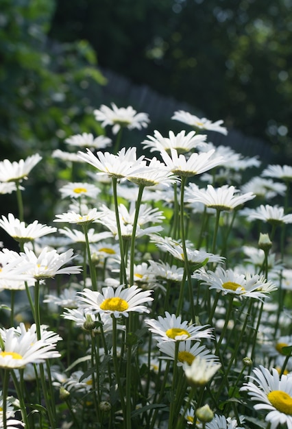 Weiße Kamille im Sommergarten hautnah mit selektivem Fokus