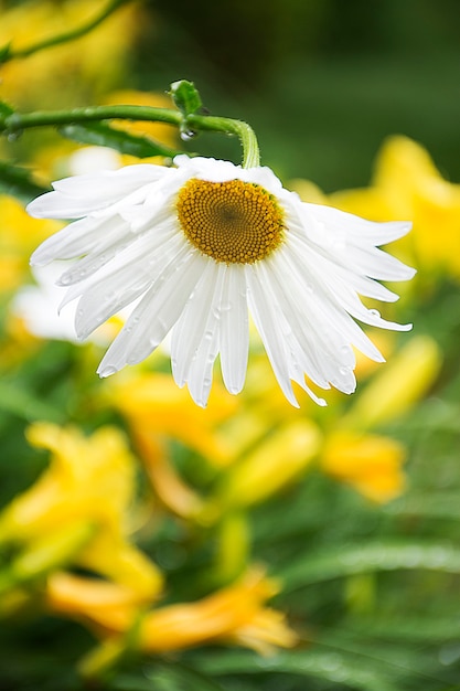 Weiße Kamillenblüte mit Regentropfen auf verschwommenem Hintergrund mit gelben Lilien