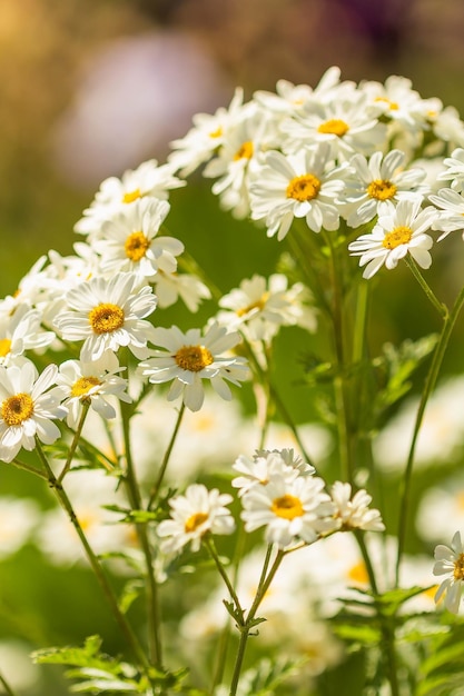 Weiße Kamillenblüten im Sommer