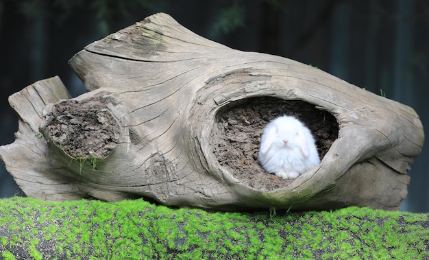 weiße Kaninchen auf einem Baumstamm