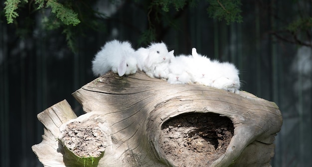 weiße Kaninchen auf einem Baumstamm