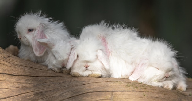 weiße Kaninchen auf einem Baumstamm
