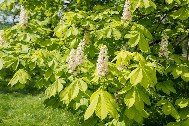 Weiße Kastanienblüten auf Baumblättern Hintergrund selektiver FokusFrühling blühender Kastanienbaumfluss