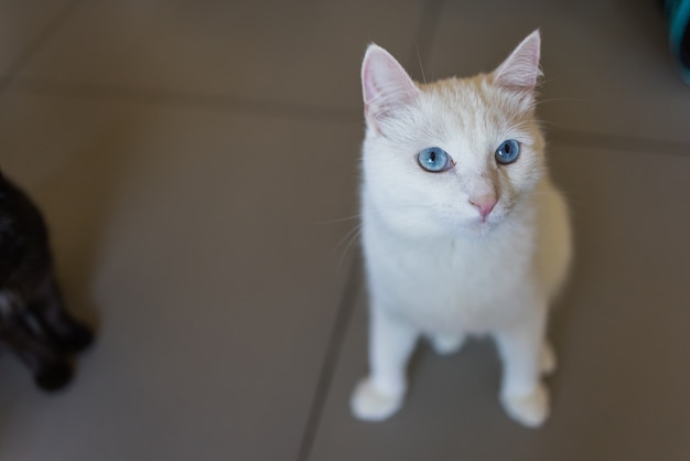 Weiße Katze auf dem rauen Zementboden