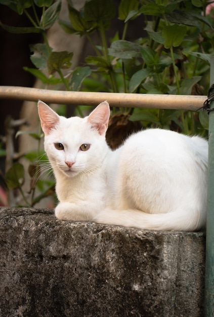 weiße Katze auf dem Zaun