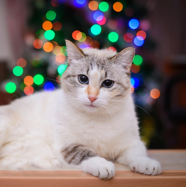 Weiße Katze auf farbigen unscharfen Lichtern