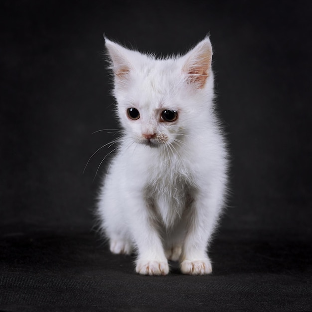 Weiße Katze auf Schwarz