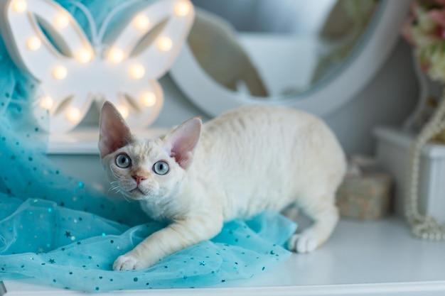 Foto weiße katze devonrex sitzt auf einem schminktisch