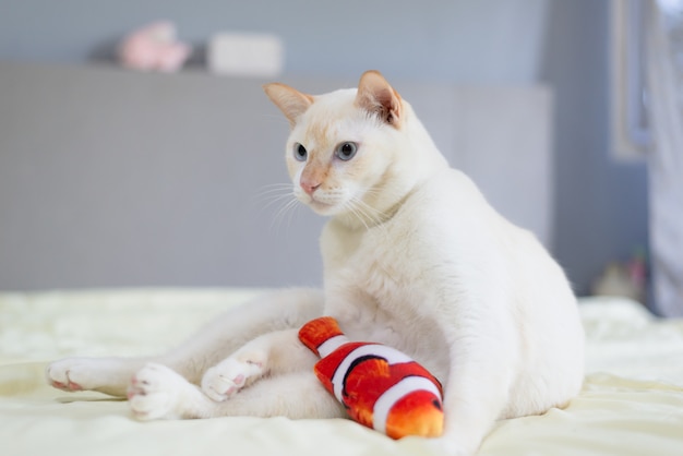 Weiße Katze, die auf Bett liegt