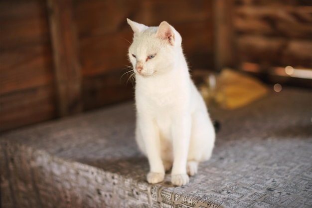 Weiße Katze, die auf dem Tisch in einer hölzernen Strandhütte sitzt.