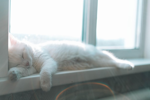 Weiße Katze, die auf der Fensterbank liegt.