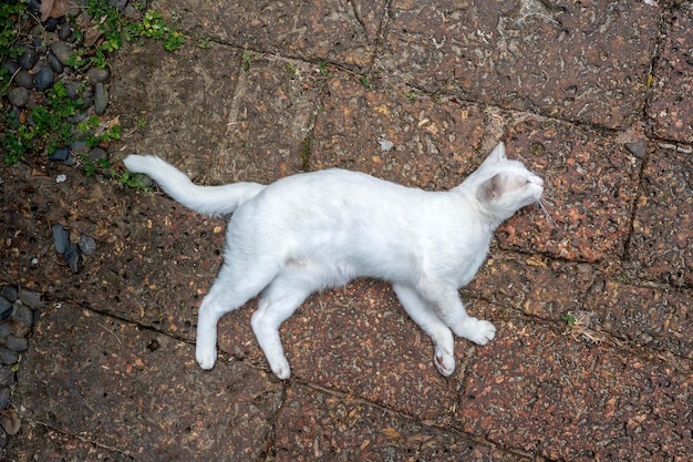 Weiße Katze, die hautnah auf dem Bürgersteig liegt