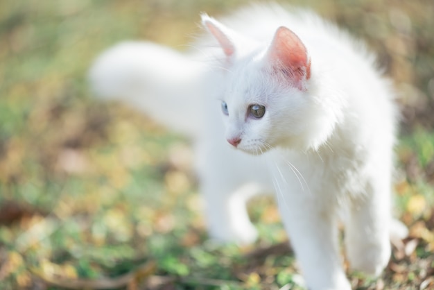 Weiße Katze, die im Garten spielt.